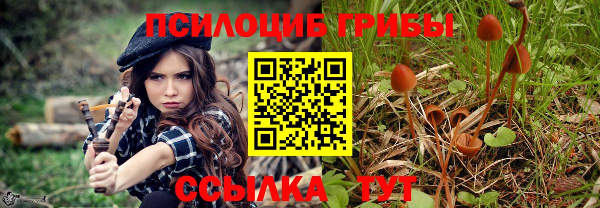 Камень-на-Оби  Псилоцибиновые грибы Psilocybe  Вход с VPN 