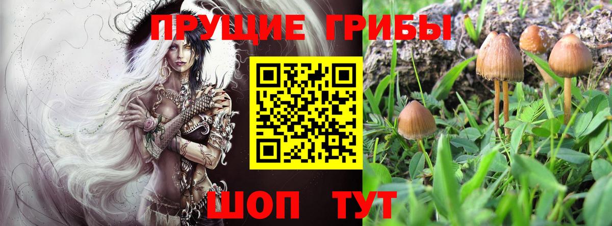 Галлюциногенные грибы MAGIC MUSHROOMS Камень-на-Оби